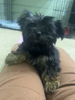 Lala, a female Yorkshire Terrier for sale in O Fallon, IL – 1 of 5