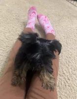 Lala, a female Yorkshire Terrier for sale in O Fallon, IL – 5 of 5