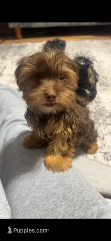 Henny – Yorkshire Terrier puppy on hold in O Fallon, IL