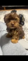 Henny, a male Yorkshire Terrier for sale in O Fallon, IL – 1 of 3