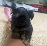 Lala, a female Yorkshire Terrier for sale in O Fallon, IL – 4 of 5