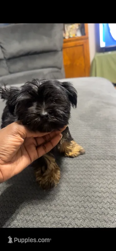 Remy – Yorkshire Terrier puppy for sale in O Fallon, IL