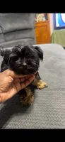 Remy, a female Yorkshire Terrier for sale in O Fallon, IL – 1 of 4