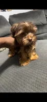 Henny, a male Yorkshire Terrier for sale in O Fallon, IL – 2 of 3