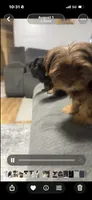 Henny, a male Yorkshire Terrier for sale in O Fallon, IL – 3 of 3