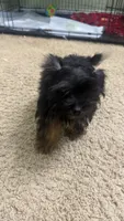 Lala, a female Yorkshire Terrier for sale in O Fallon, IL – 3 of 5