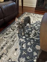 Shelby, a female French Bulldog for sale in Amarillo, TX – 1 of 1