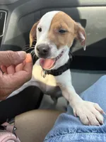 Melo, a male Jack Russell Terrier for sale in Winter Haven, FL – 2 of 2