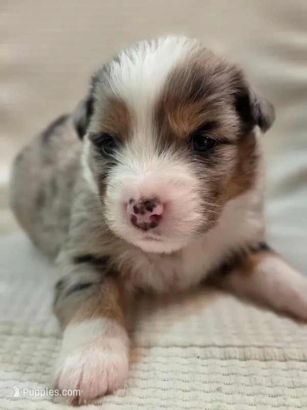 Kelpie – Australian Shepherd puppy for sale in Morgan Hill, CA