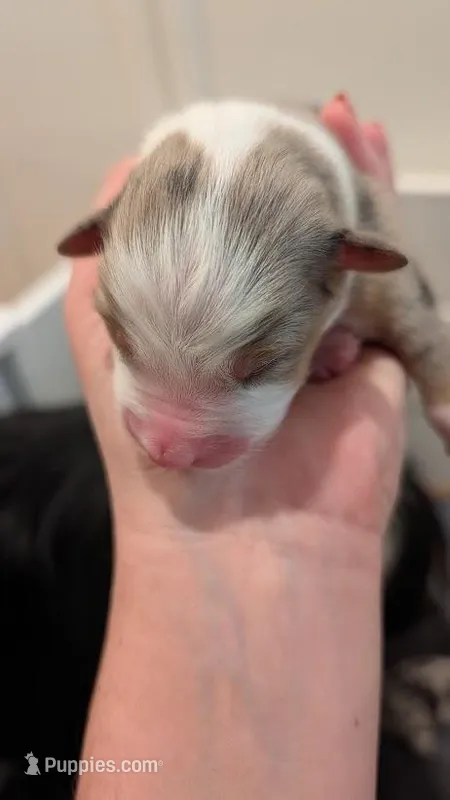 Kelpie – Australian Shepherd puppy for sale in Fullerton, CA