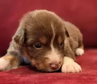 Puca, a female Australian Shepherd for sale in Morgan Hill, CA – Photo 1 of 5