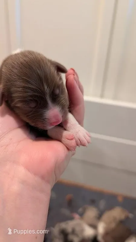 Puca – Australian Shepherd puppy for sale in Fullerton, CA