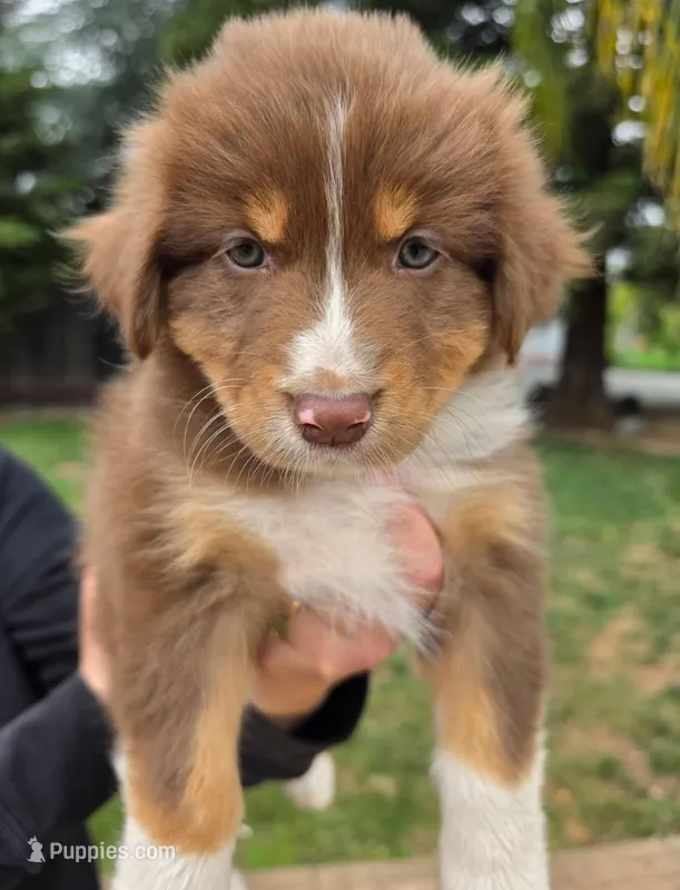 Puca – Australian Shepherd puppy for sale in Morgan Hill, CA