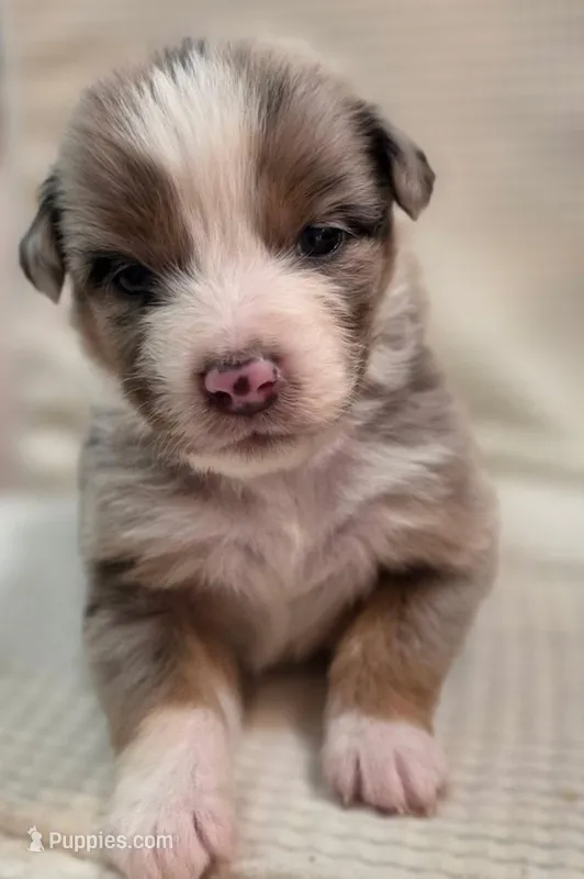 Wishbone – Australian Shepherd puppy for sale in Morgan Hill, CA