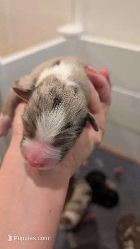 Wishbone – Australian Shepherd puppy for sale in Fullerton, CA