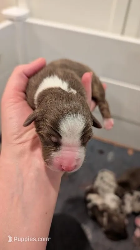 Blarney – Australian Shepherd puppy for sale in Fullerton, CA