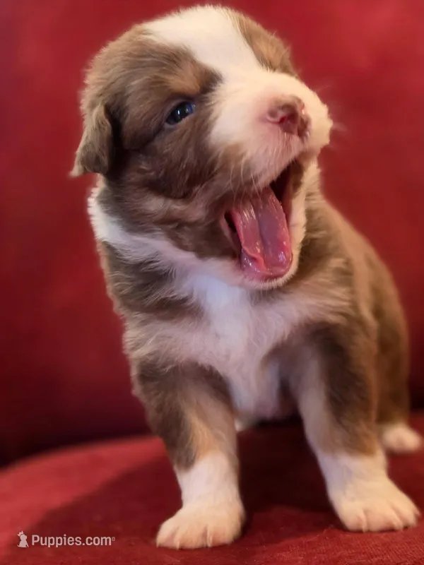 Blarney – Australian Shepherd puppy for sale in Morgan Hill, CA