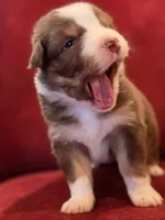 Blarney, a male Australian Shepherd for sale in Morgan Hill, CA – Photo 1 of 6