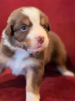 Blarney, a male Australian Shepherd for sale in Morgan Hill, CA – Photo 2 of 6
