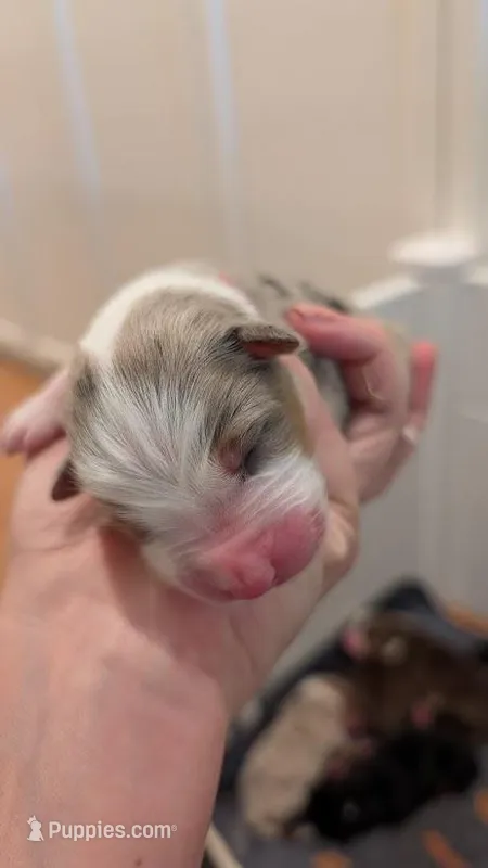 Murphy – Australian Shepherd puppy for sale in Fullerton, CA