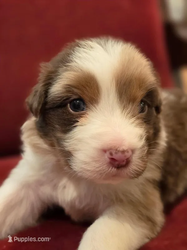 Dublin – Australian Shepherd puppy for sale in Morgan Hill, CA
