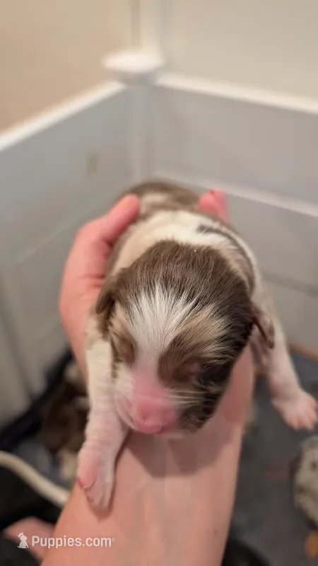 Dublin – Australian Shepherd puppy for sale in Fullerton, CA