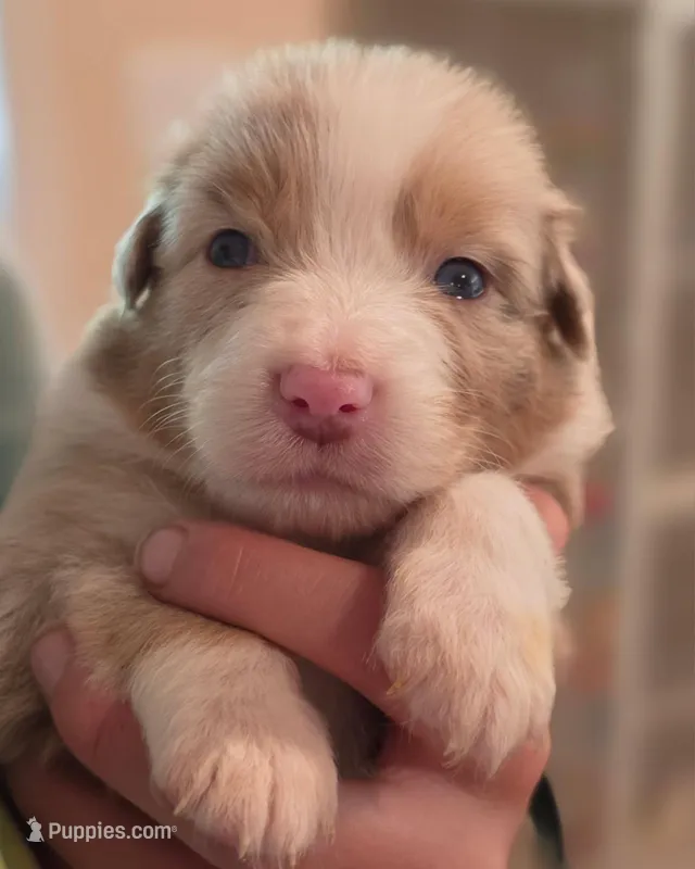 Lucky Charm – Australian Shepherd puppy for sale in Morgan Hill, CA