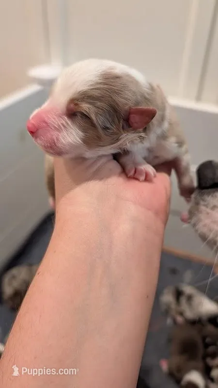 Lucky Charm – Australian Shepherd puppy for sale in Fullerton, CA