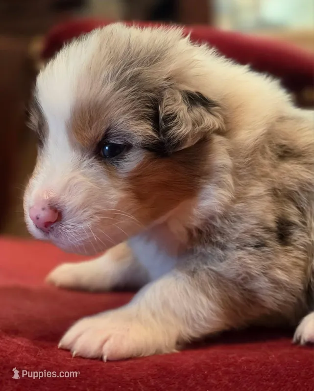 Shenanigans – Australian Shepherd puppy for sale in Morgan Hill, CA