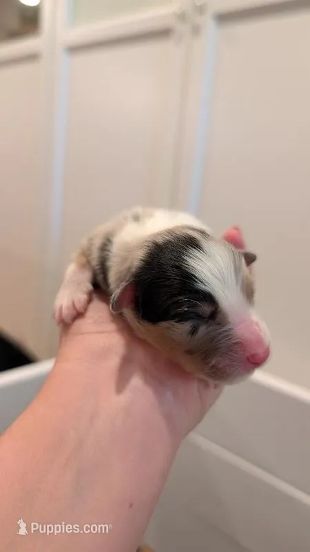 Shenanigans – Australian Shepherd puppy for sale in Fullerton, CA