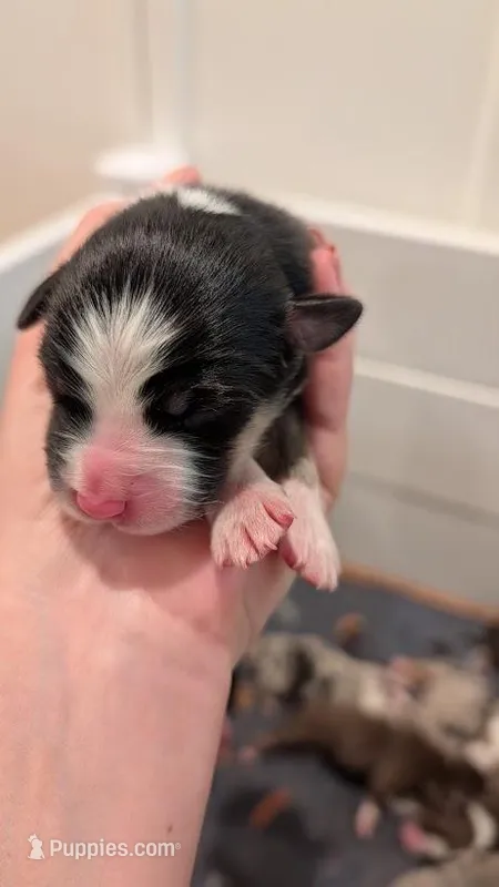 Guinness – Australian Shepherd puppy for sale in Fullerton, CA