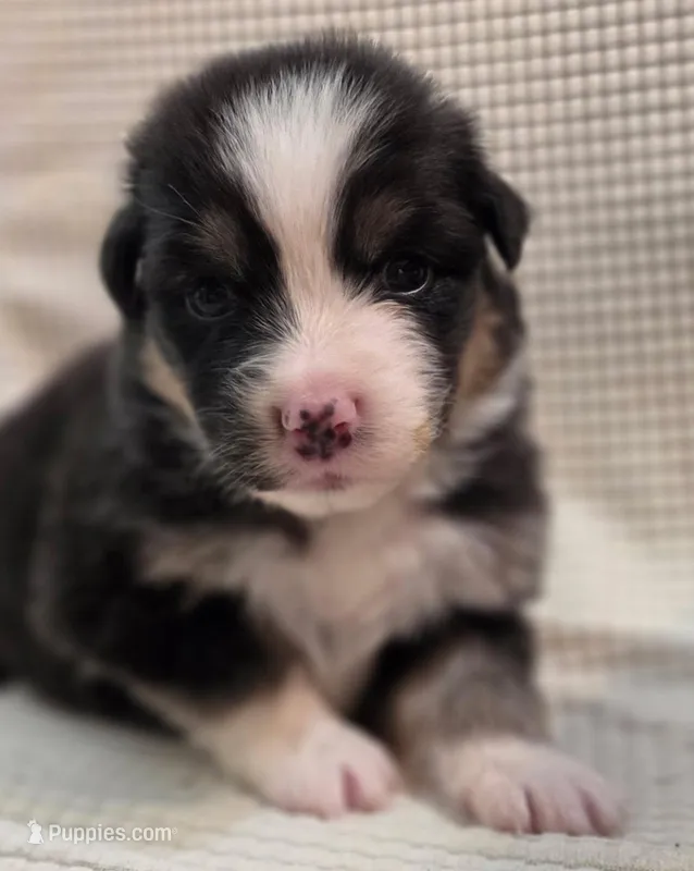 Guinness – Australian Shepherd puppy for sale in Morgan Hill, CA