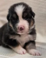 Guinness, a male Australian Shepherd for sale in Morgan Hill, CA – Photo 1 of 5