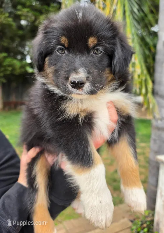 Paddy – Australian Shepherd puppy for sale in Morgan Hill, CA