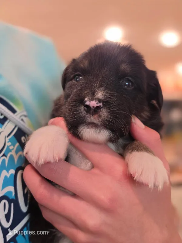 Paddy – Australian Shepherd puppy for sale in Morgan Hill, CA