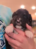 Paddy, a male Australian Shepherd for sale in Morgan Hill, CA – Photo 1 of 6