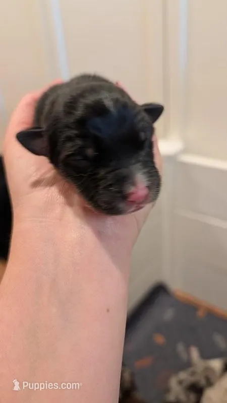 Paddy – Australian Shepherd puppy for sale in Fullerton, CA