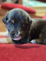 Paddy, a male Australian Shepherd for sale in Morgan Hill, CA – Photo 2 of 6