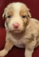 Seamus, a male Australian Shepherd for sale in Morgan Hill, CA – Photo 1 of 5