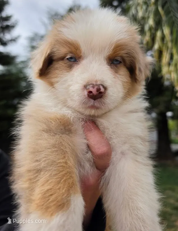 Seamus – Australian Shepherd puppy for sale in Morgan Hill, CA