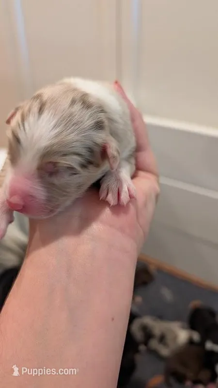 Seamus – Australian Shepherd puppy for sale in Fullerton, CA