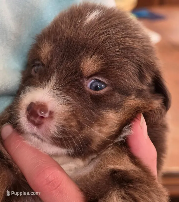 Shamrock – Australian Shepherd puppy for sale in Morgan Hill, CA