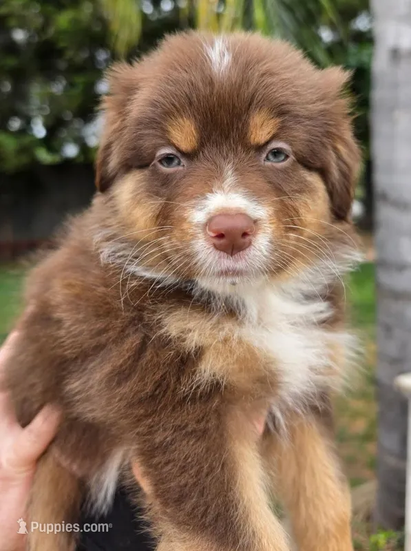 Shamrock – Australian Shepherd puppy for sale in Morgan Hill, CA