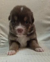 Shamrock, a female Australian Shepherd for sale in Morgan Hill, CA – Photo 2 of 6