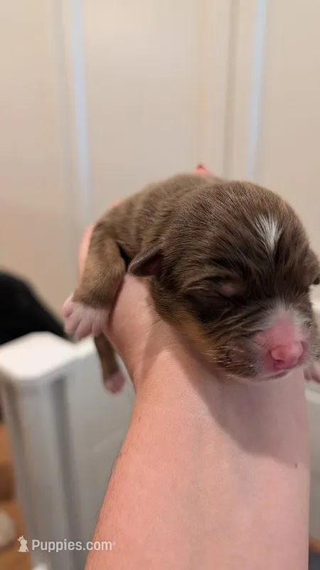 Shamrock – Australian Shepherd puppy for sale in Fullerton, CA