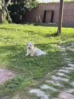 Oreo , a male Maltipoo for sale in Long Beach, CA – Photo 10 of 10