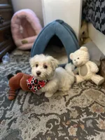 Oreo , a male Maltipoo for sale in Long Beach, CA – Photo 5 of 10