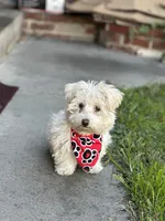 Oreo , a male Maltipoo for sale in Long Beach, CA – Photo 9 of 10