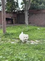 Oreo , a male Maltipoo for sale in Long Beach, CA – Photo 8 of 10