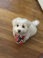 Oreo , a male Maltipoo for sale in Long Beach, CA – Photo 3 of 10